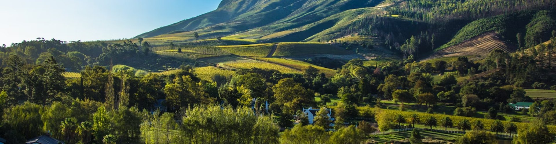 Stellenbosch scenic view